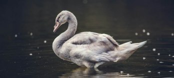 ローエングリン