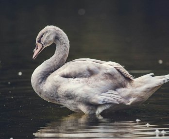 Lohengrin